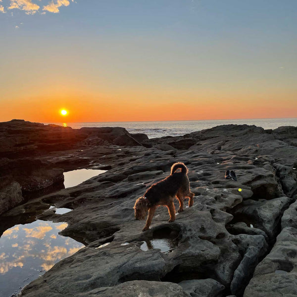 The Ultimate Bondi Jones List