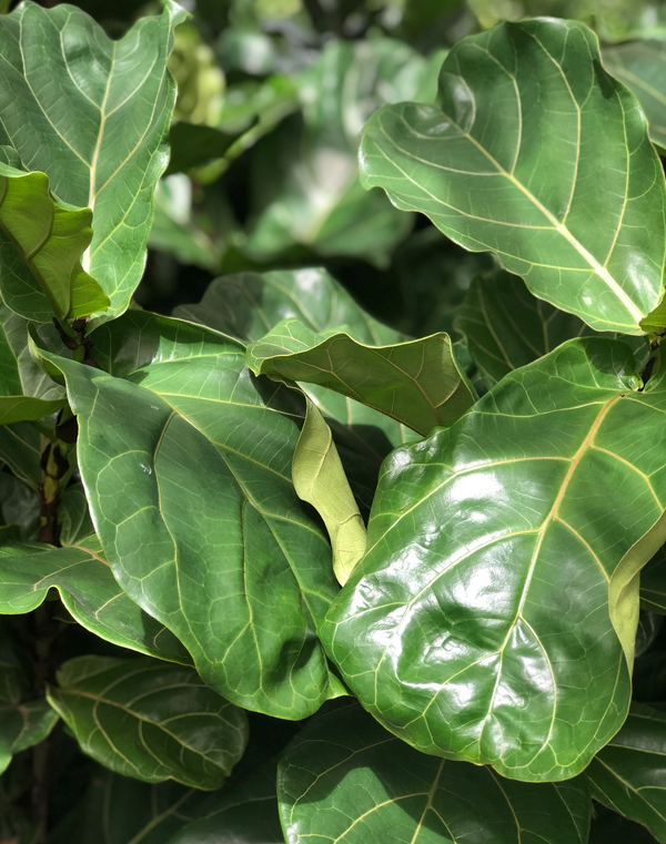 Behind the scenes: plant shopping at Wholesale nurseries