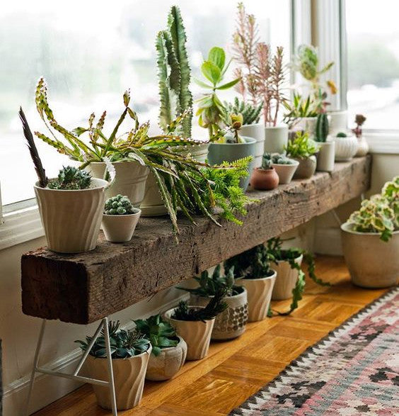 Styling Tips for your Jungalow