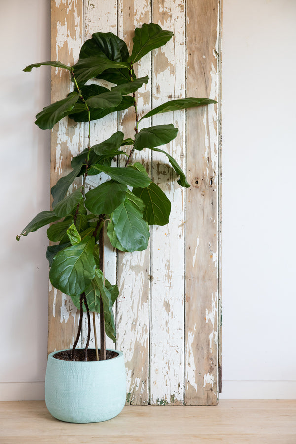 How we grew a Fiddle Fig like this
