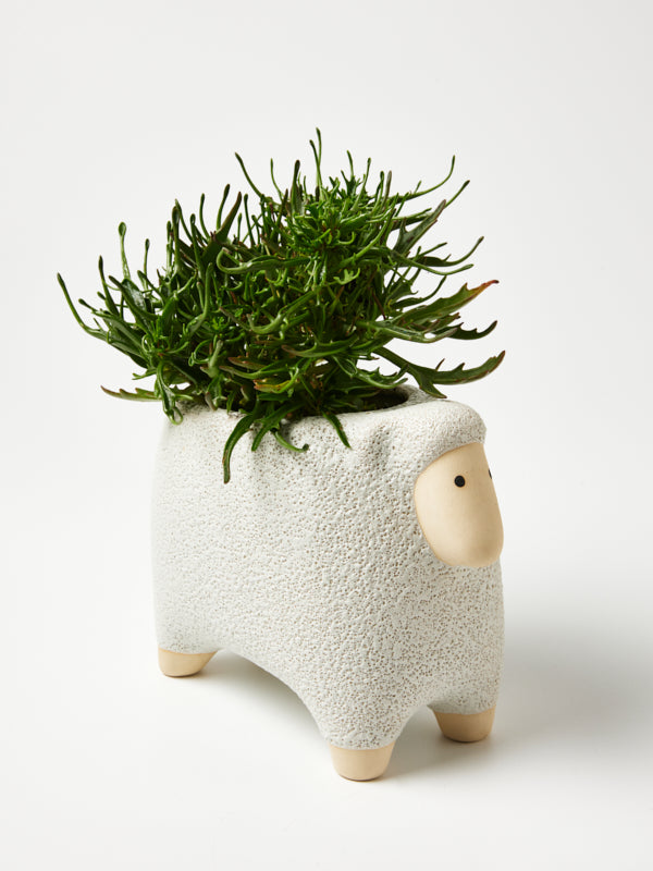 OTTO SHEEP PLANTER